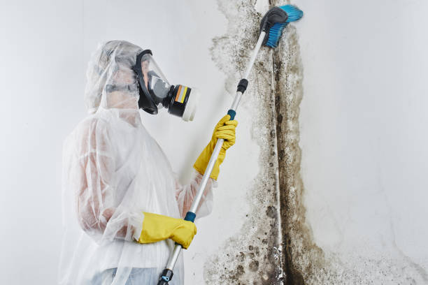 Best Mold Testing  in Hearne, TX