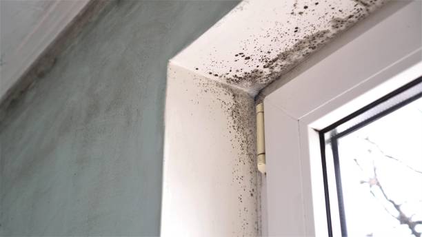 Best Mold Removal Process  in Hearne, TX