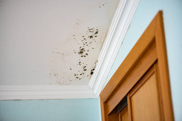 Mold Removal Process in Hearne, TX