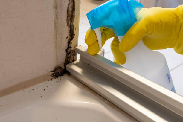 Best Attic Mold Removal  in Hearne, TX
