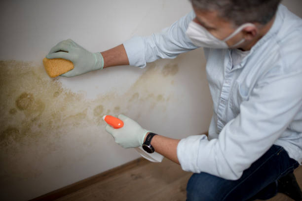 Best Mold Inspection  in Hearne, TX