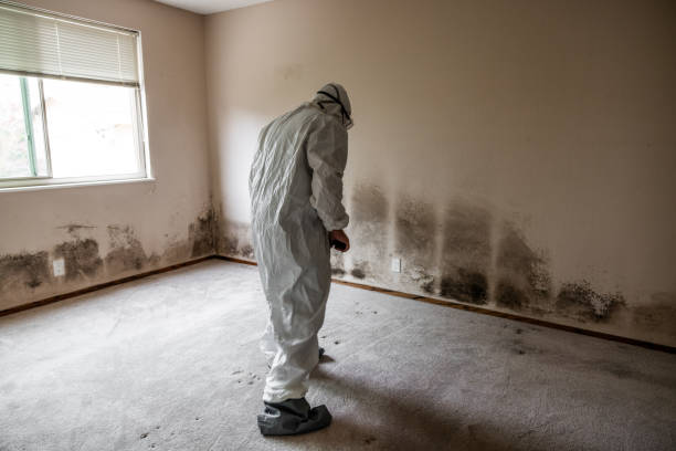 Attic Mold Removal in Hearne, TX