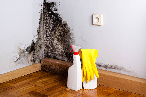 Best Mold Cleaning Services  in Hearne, TX