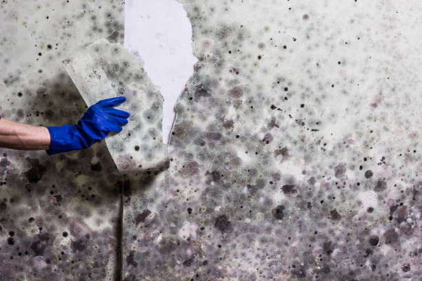 Mold Removal and Inspection in Hearne, TX