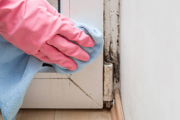 Best Local Mold Removal Service  in Hearne, TX